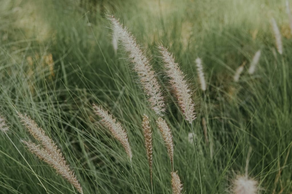 Pennisetum grass fether, positive ,relaxing ,effortless and soothing concept