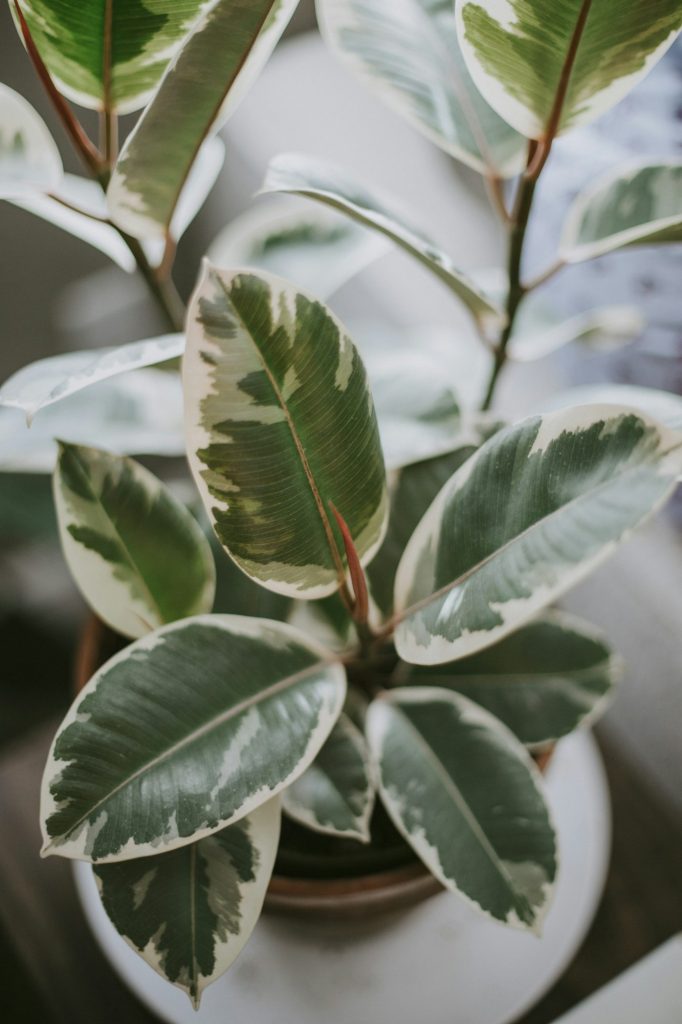 Indoor plant